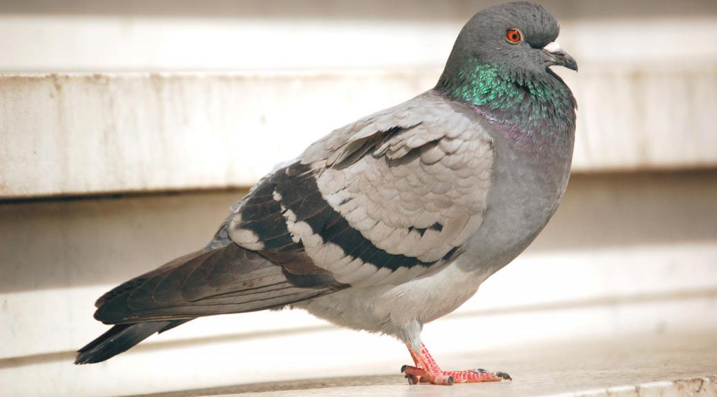 Pigeon inaczej gołąb - update algorytmu Google