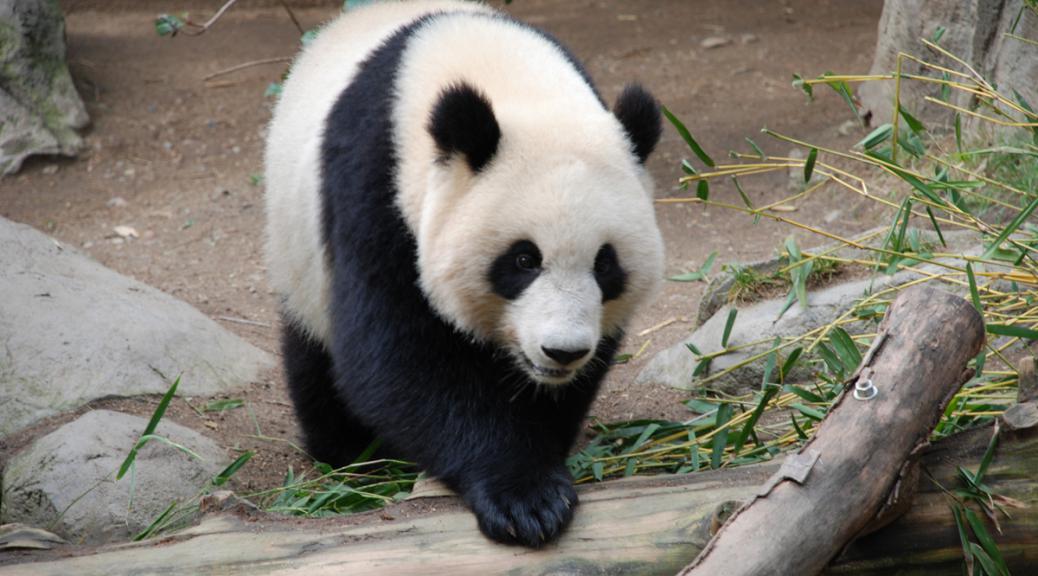 Panda - update algorytmu Google