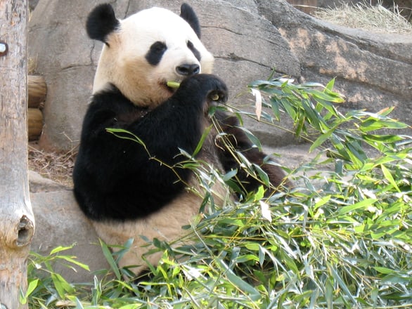 Panda update algorytmu Google